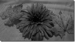 DSCN0026